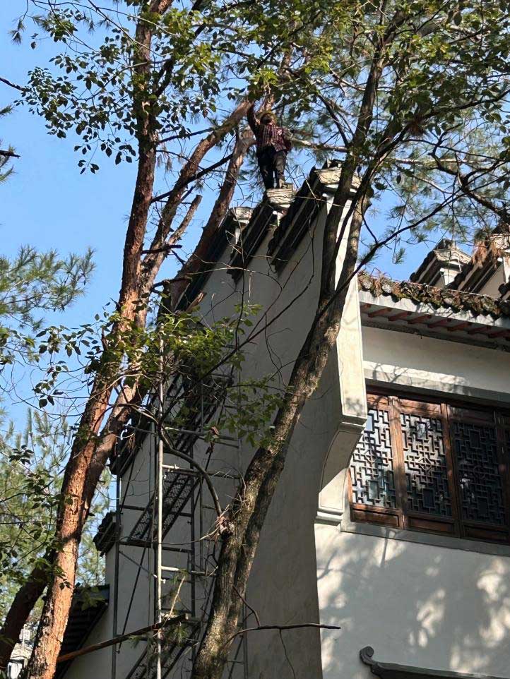排除隱患，國資公司砍樹解民憂